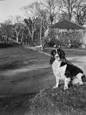 COCKER SPANIEL